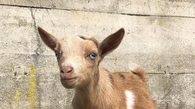 12-day-old goat stolen during snuggle event at Vancouver Island farm,  owners say