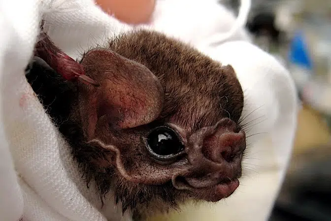 hairy-legged vampire bat