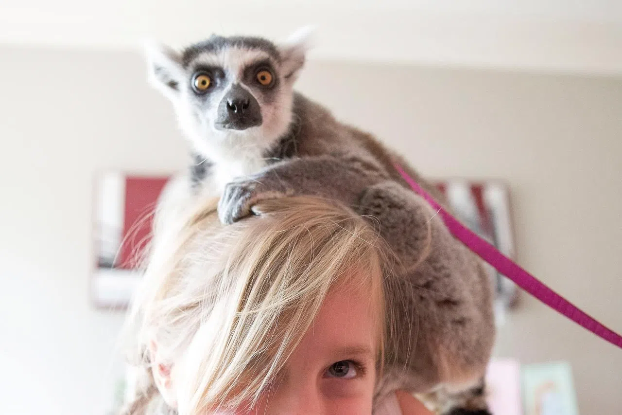 The rise of mobile zoos raising concerns about health and safety Lethbridge News Now