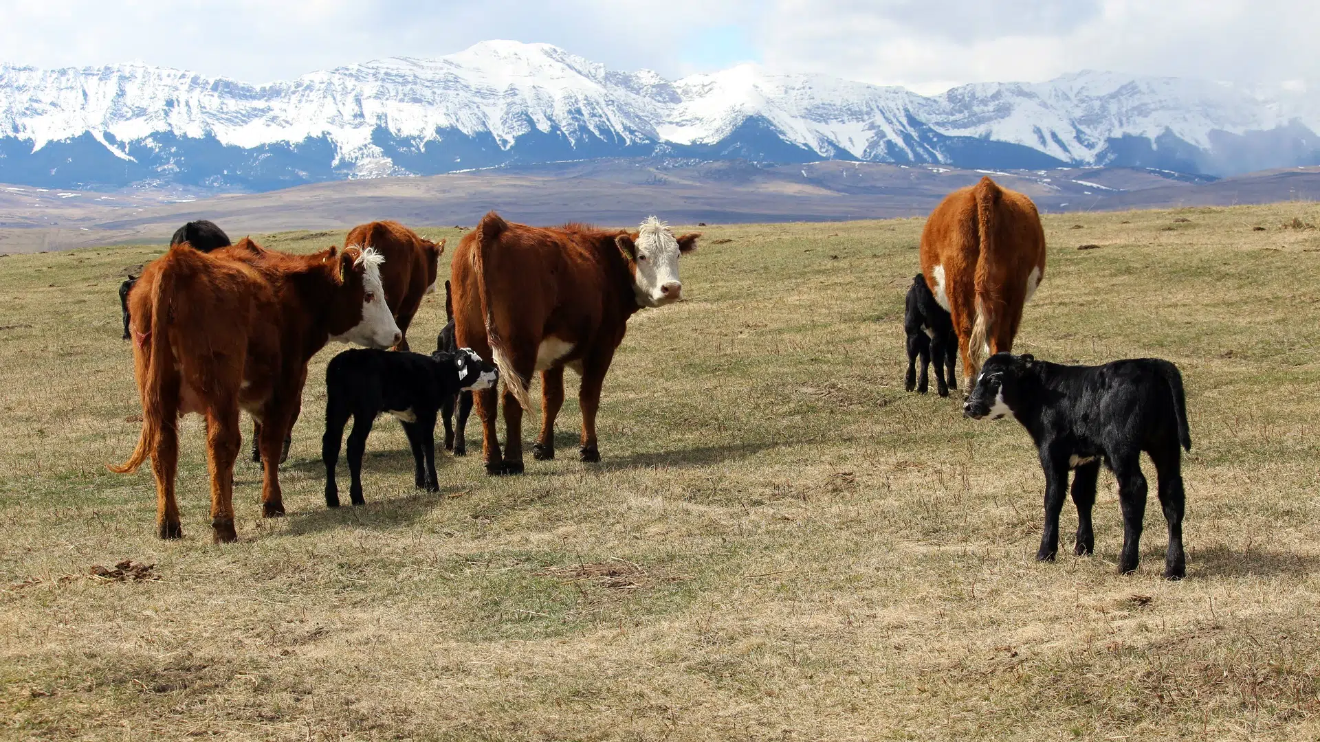 Cattle Feeders Encourage Participation In Non Refundable Checkoff