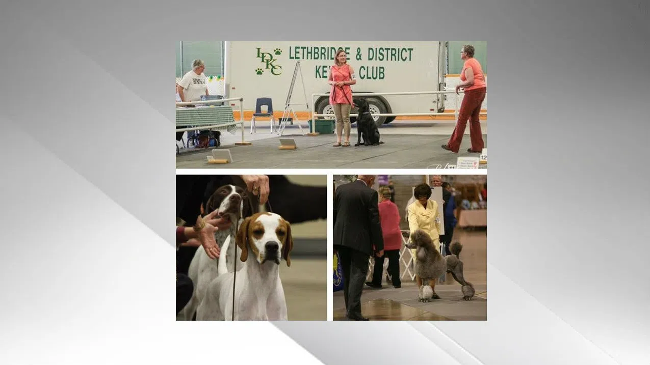Lethbridge and District Kennel Club Dog Show taking over Exhibition