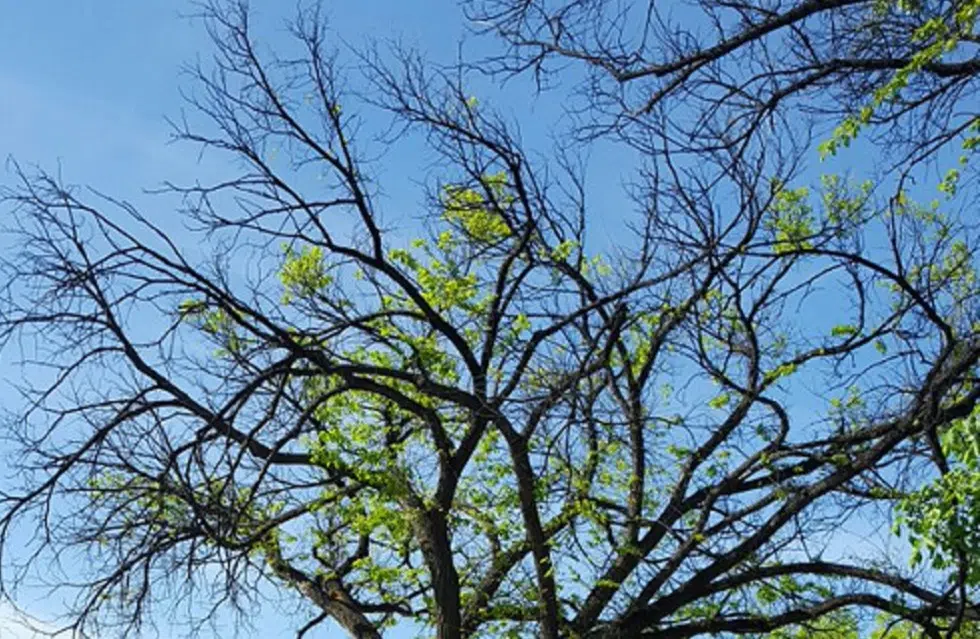 European Elm Scale Insecticide Treatments in Lethbridge | Lethbridge ...