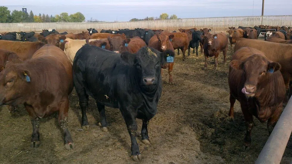 Alberta Court of Appeal upholds Lethbridge County Business Tax