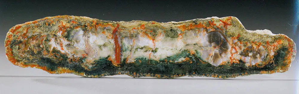 coprolite slice