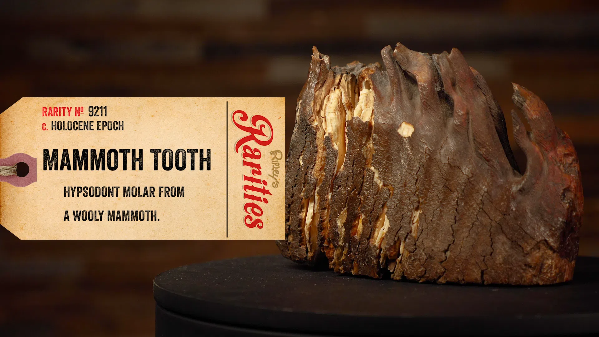 mammoth tooth