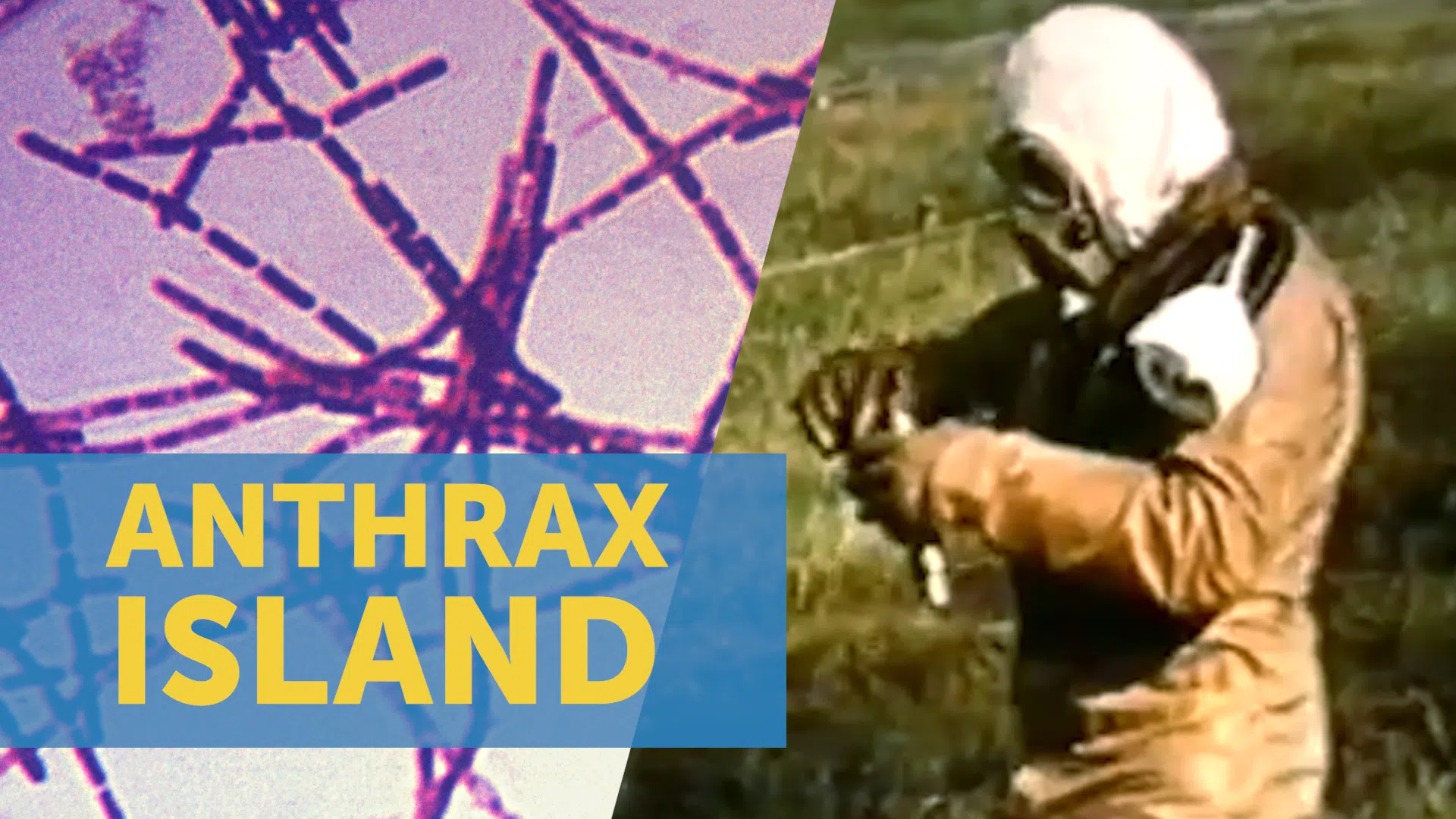 anthrax island