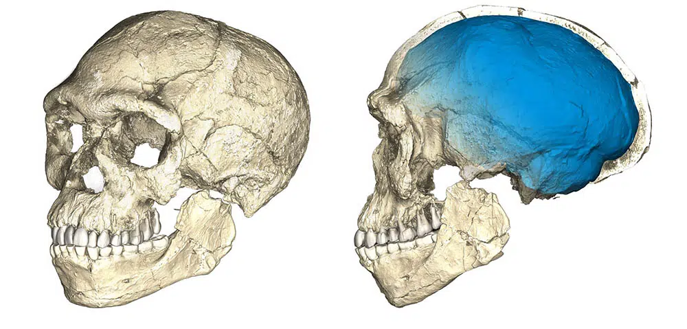 earliest homo sapiens skull