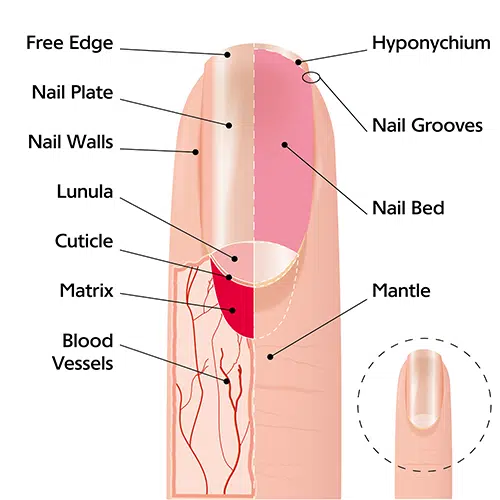 fingernail diagram