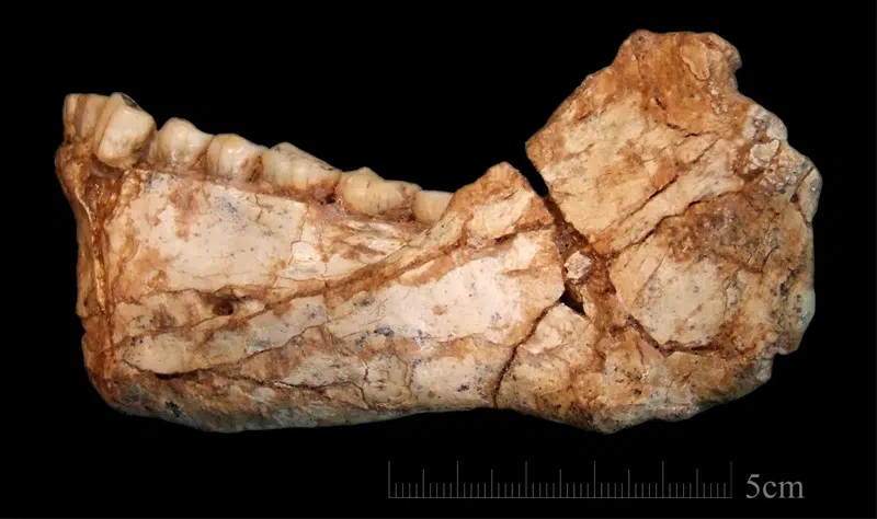 oldest homo sapiens mandible