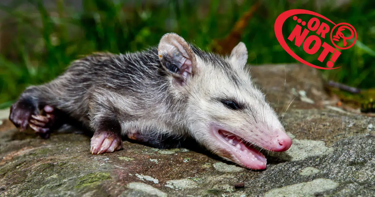 possum plays dead