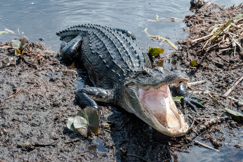alligator tongue