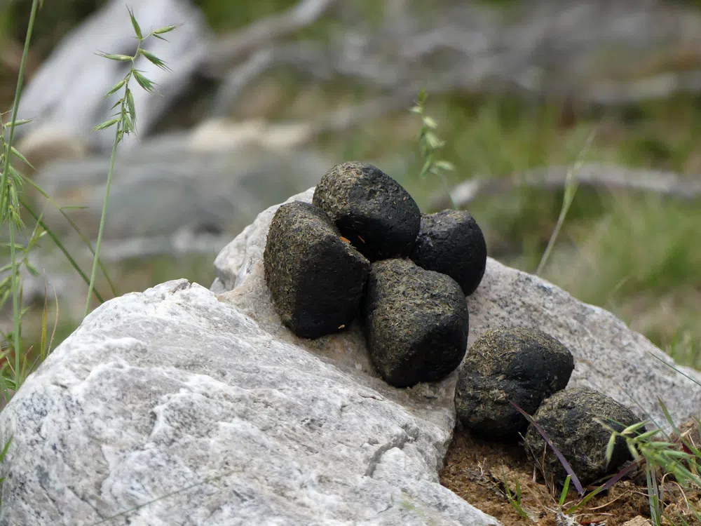 Why Is Wombat Poop Cube-Shaped? | Lethbridge News Now