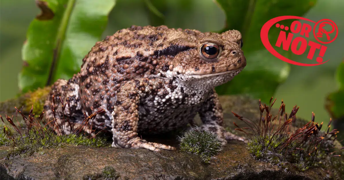 toads cause warts