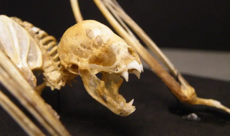 vampire bats skeleton