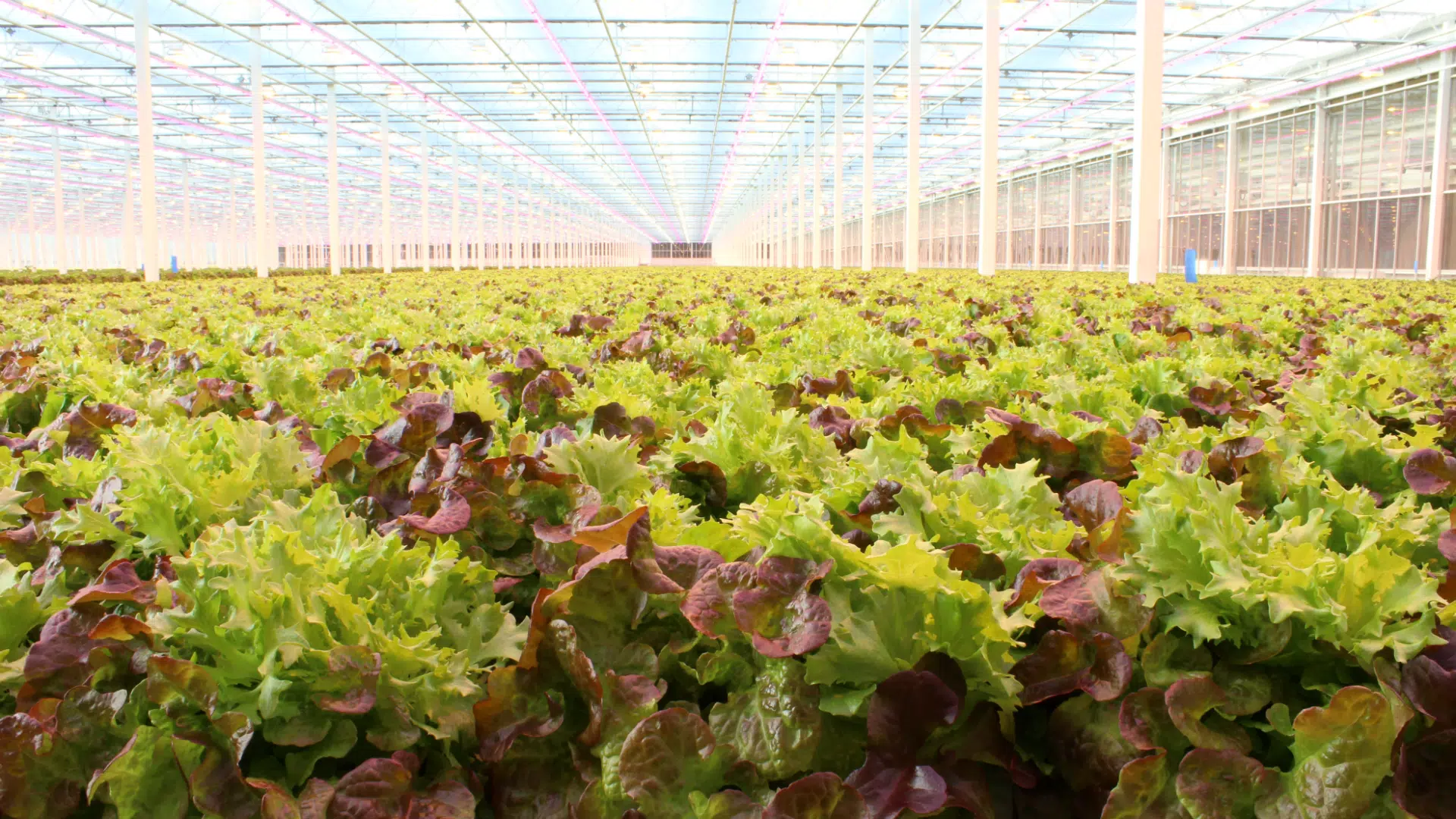 Massive greenhouse at Coaldale supplying locallygrown lettuce year