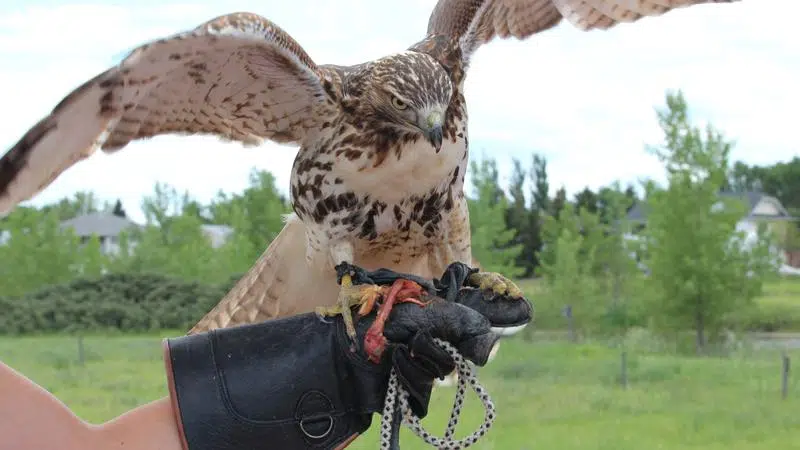 Birds of Prey Centre bounces back from 2018 West Nile outbreak ...