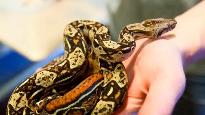 Stressed kitchen boa