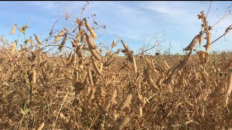 Plant-based food products good for agriculture | Lethbridge News Now