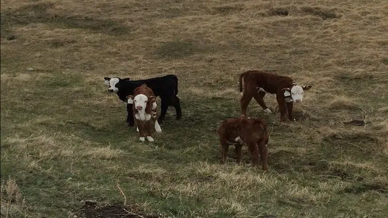 Study Finds Alberta Beef Industry Remains Competitive