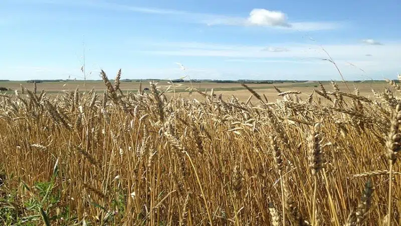 Canadian farmers expect to plant more wheat, oats, corn for grain in ...