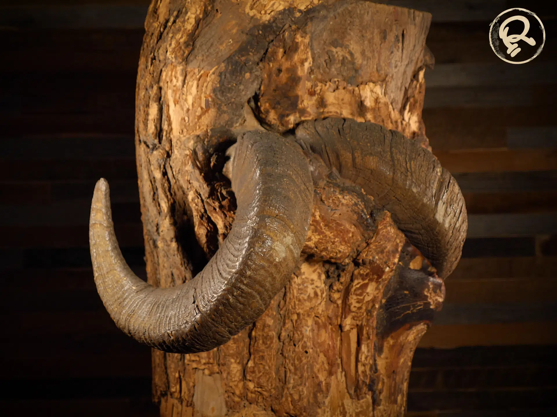 ram skull in tree