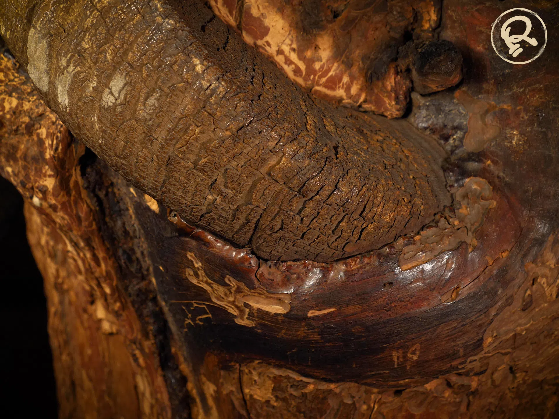 ram skull in tree