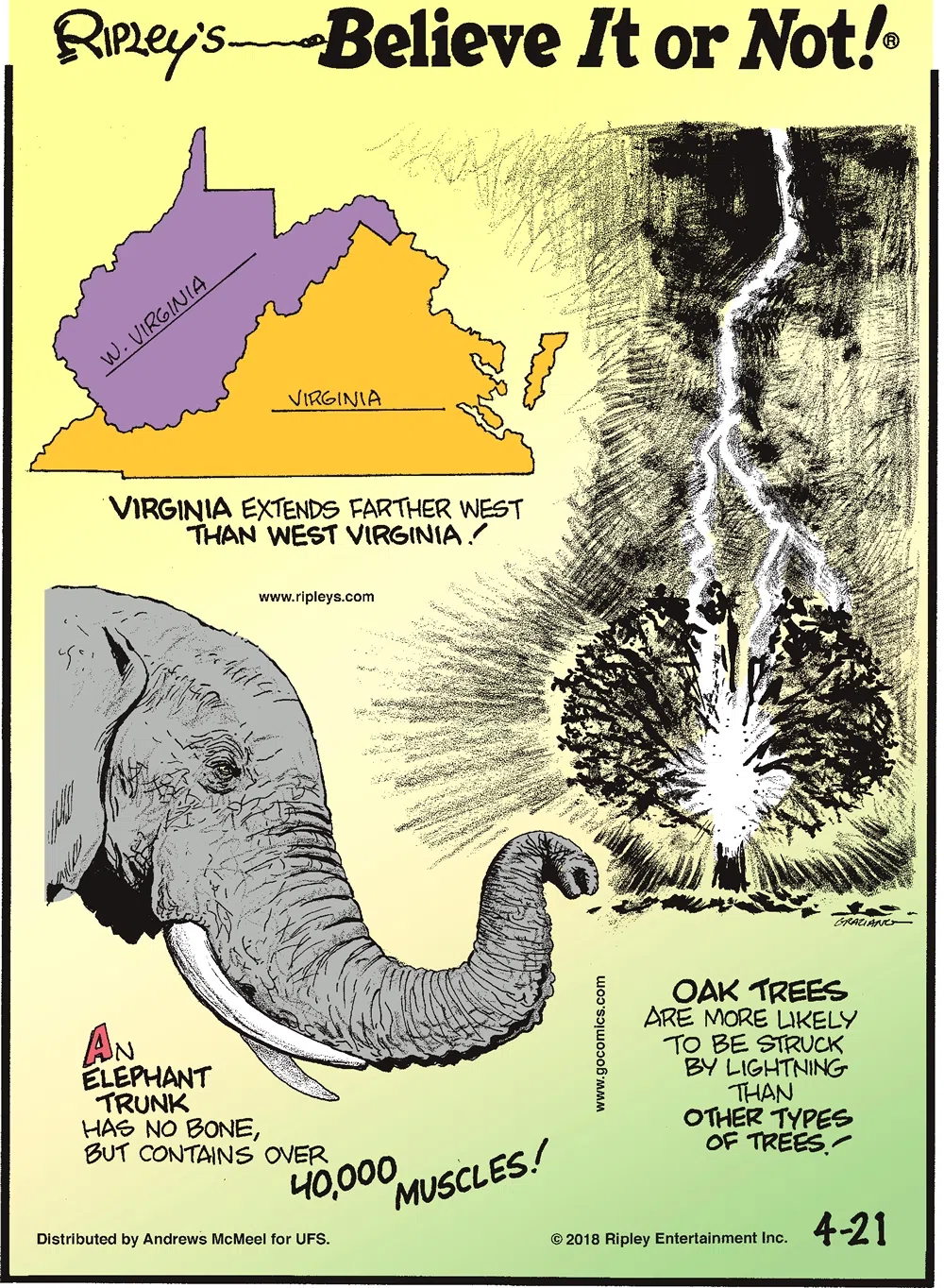 Virginia extends farther west than West Virginia!-------------------- An elephant trunk has no bone, but contains over 40,000 muscles!-------------------- Oak trees are more likely to be struck by lightning than other types of trees!