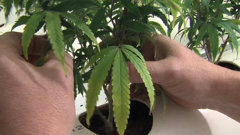 Kamloops RCMP Seize Large Amount of Marijuana CFJC Today Kamloops