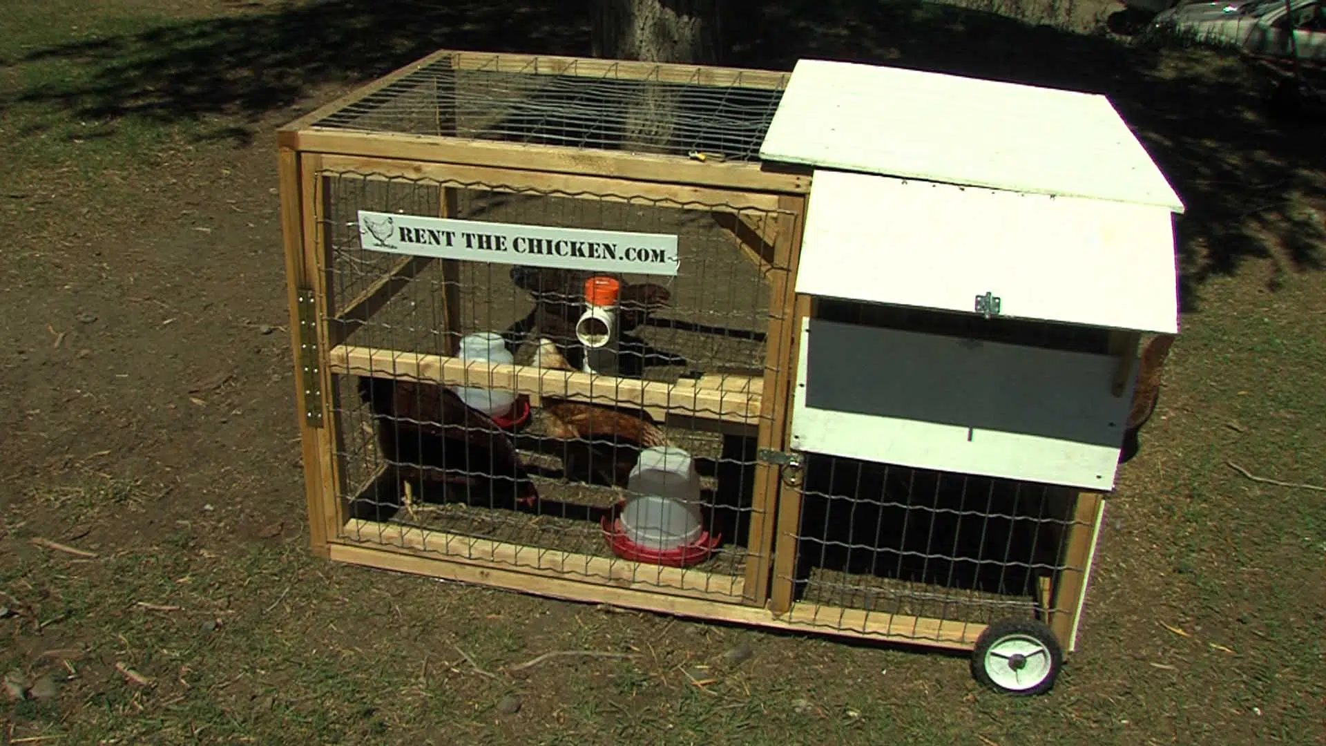 Where To Get Your Chickens In Kamloops Cfjc Today Kamloops