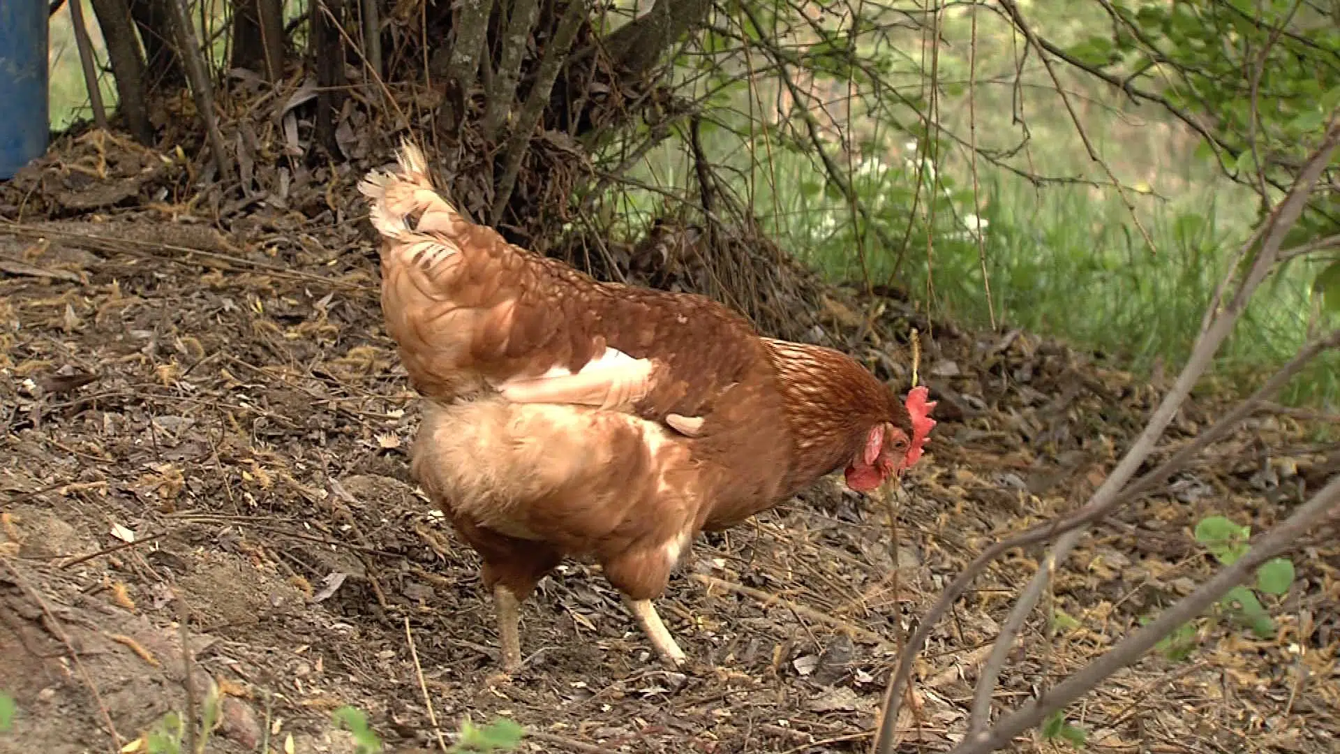 Expert Don’t play chicken with dangerous wildlife CFJC Today Kamloops