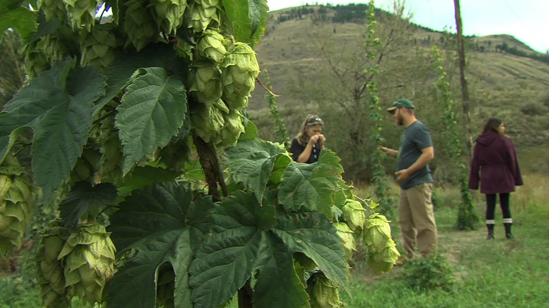Tk’emlups Hops Farm harvests first crop CFJC Today Kamloops