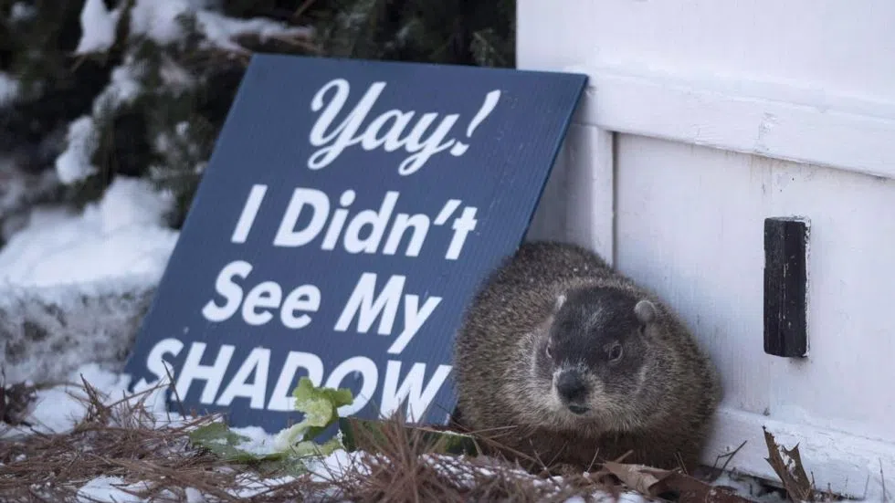 Canada’s famous groundhogs issue clashing weather predictions CFJC