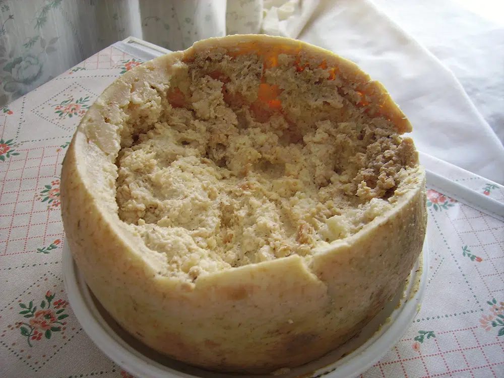 casu marzu