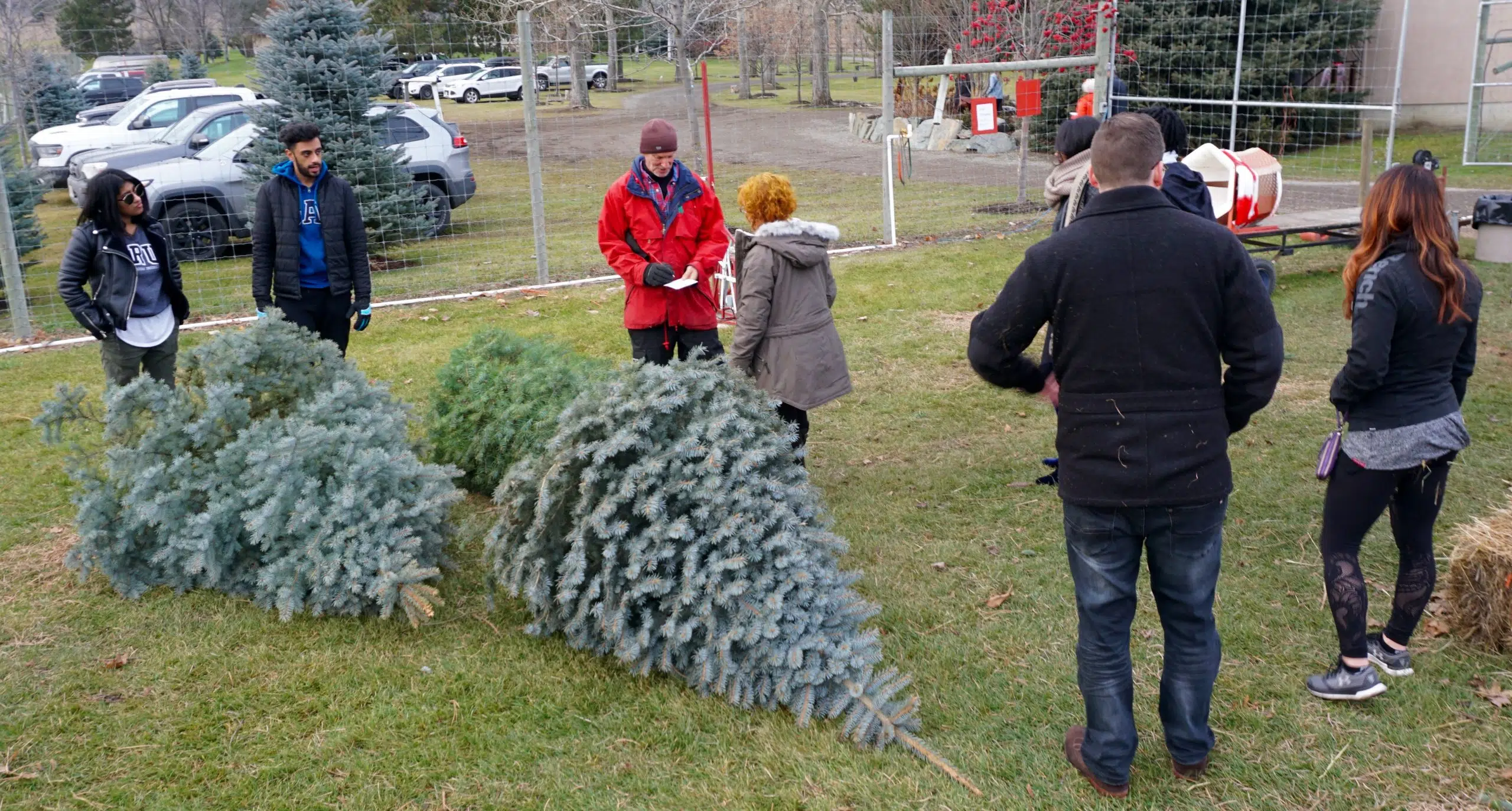 Kamloops Christmas Tree Farm open for the season CFJC Today Kamloops
