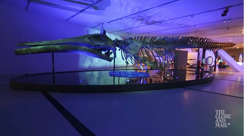 The bones of the blue whale 