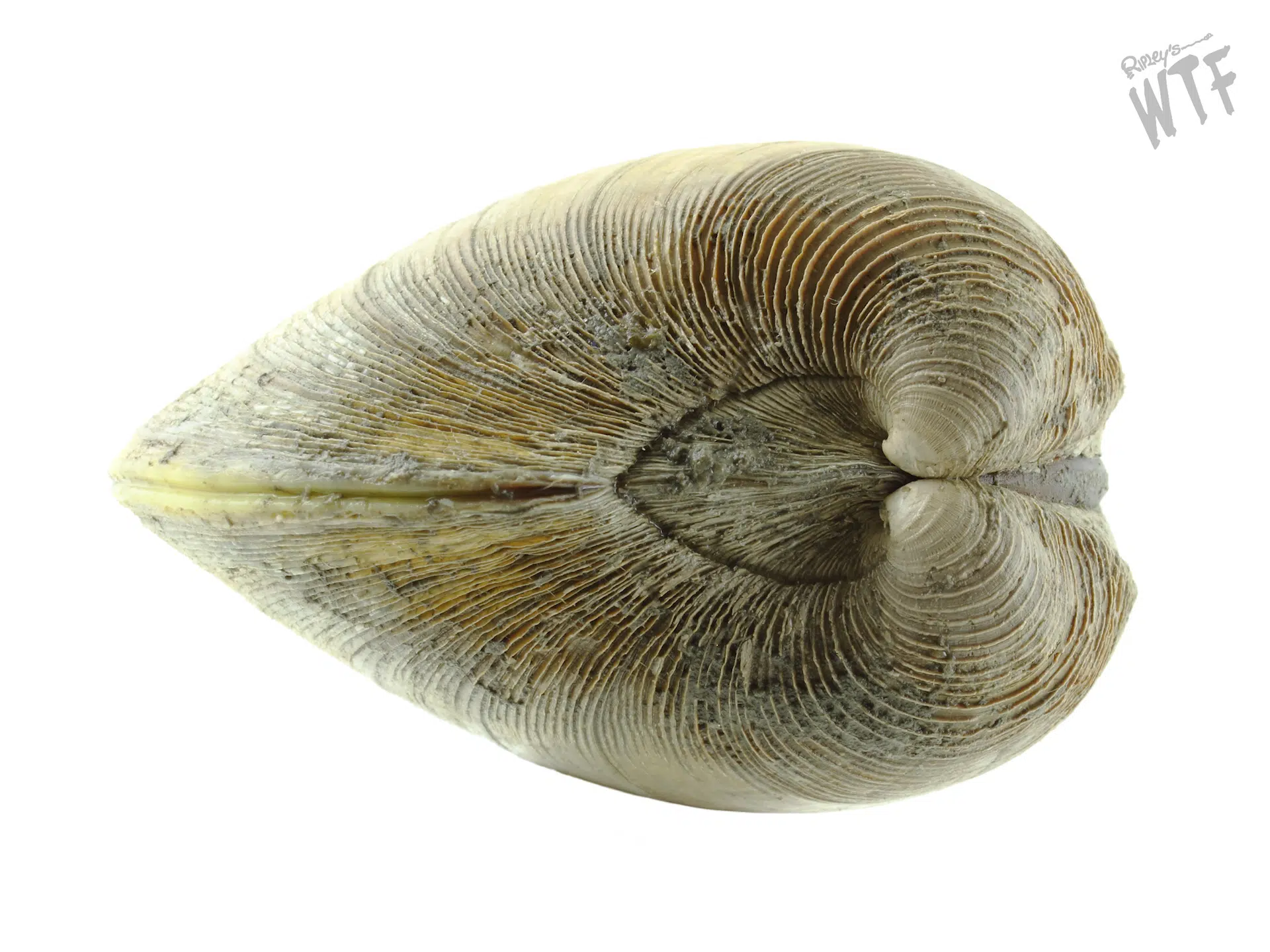 quahog clam