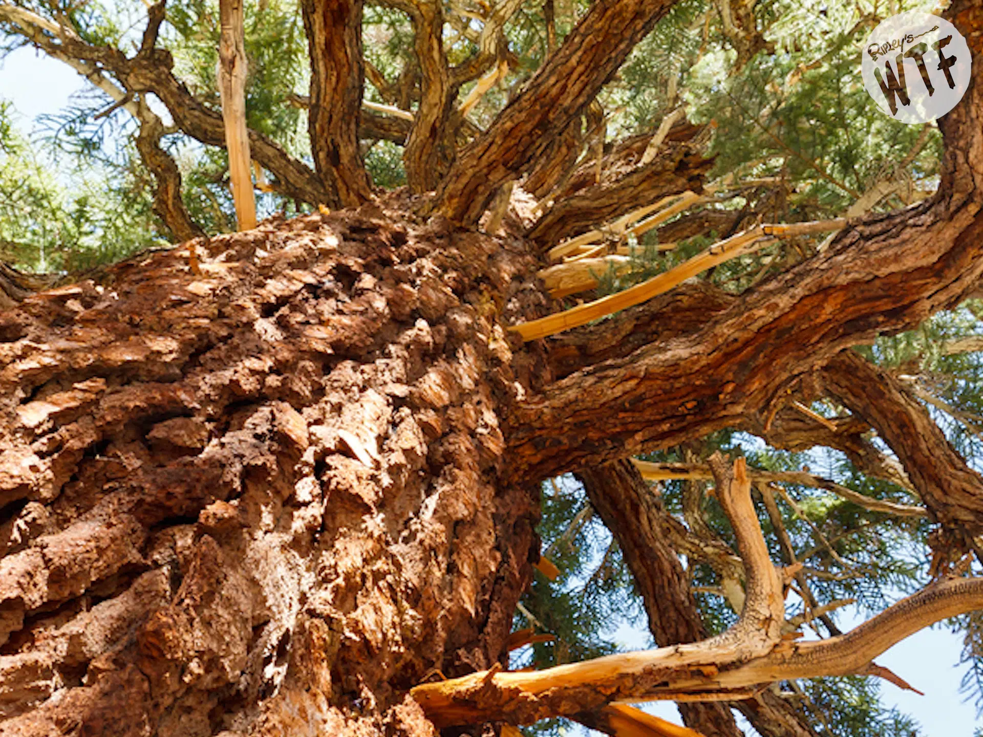 bristlecone pine