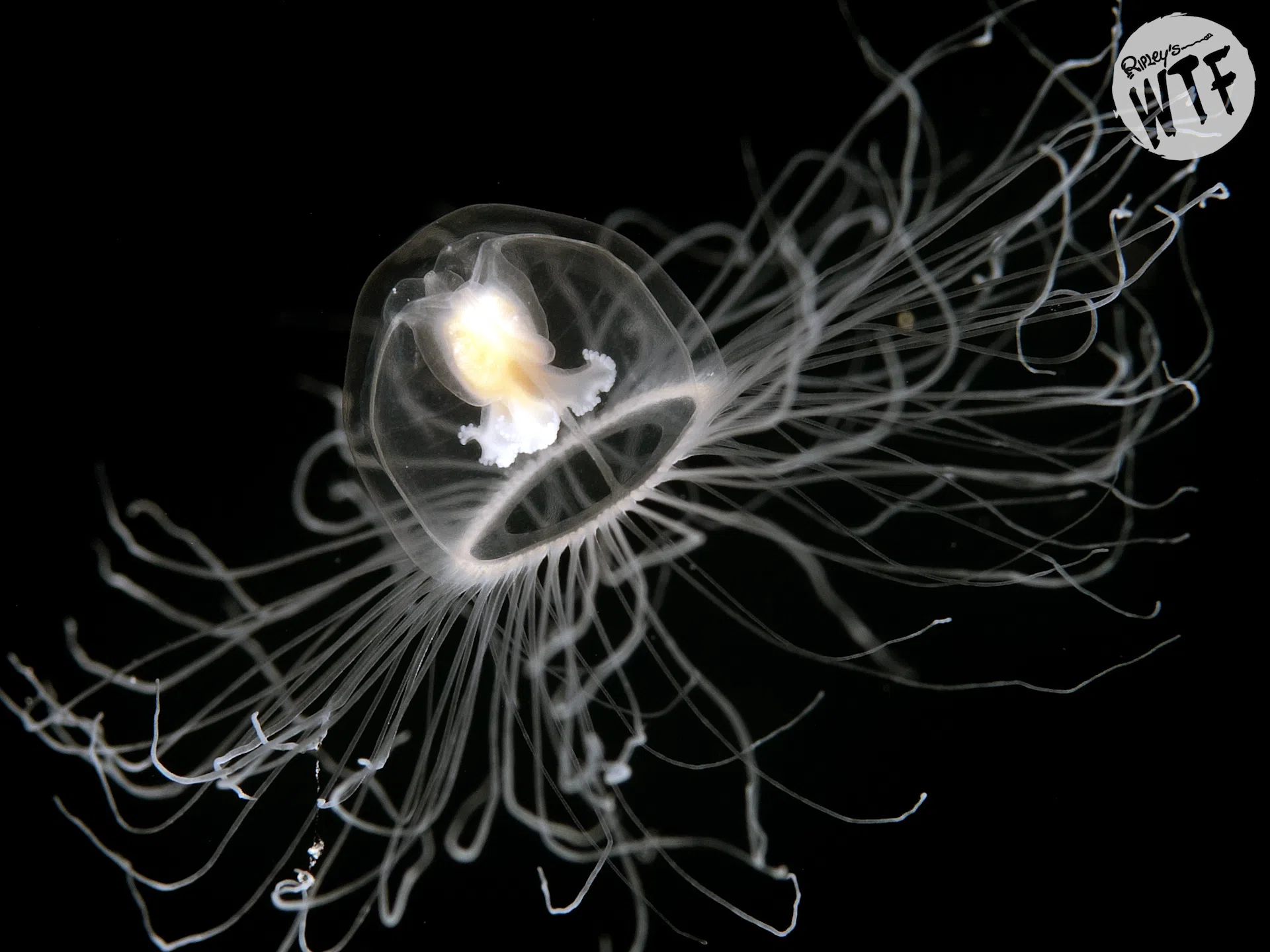 immortal jellyfish