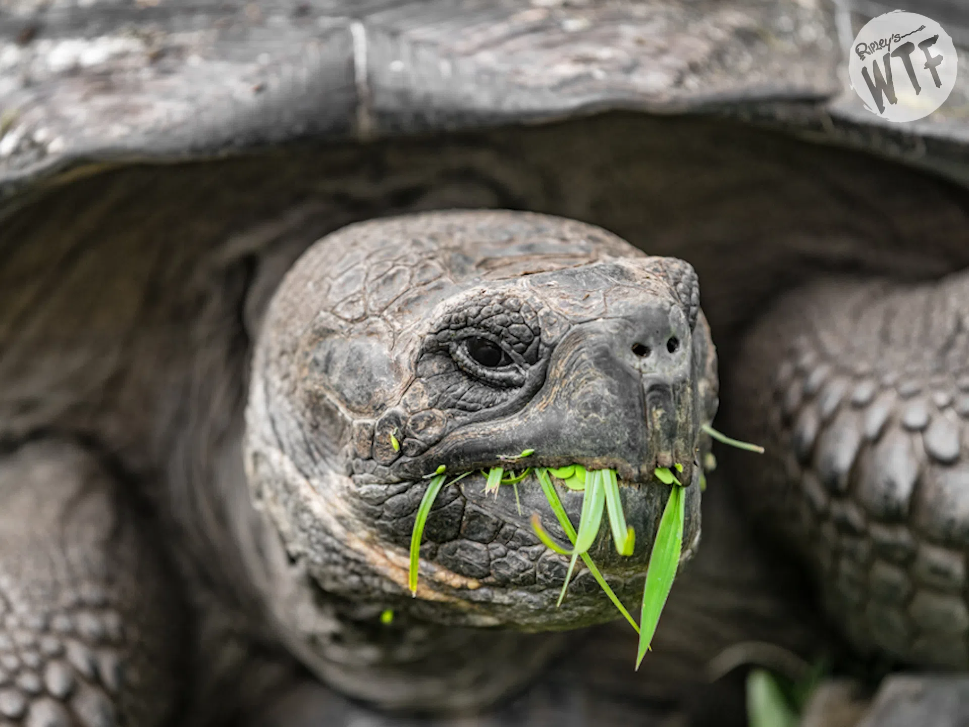 galapagos tortoise