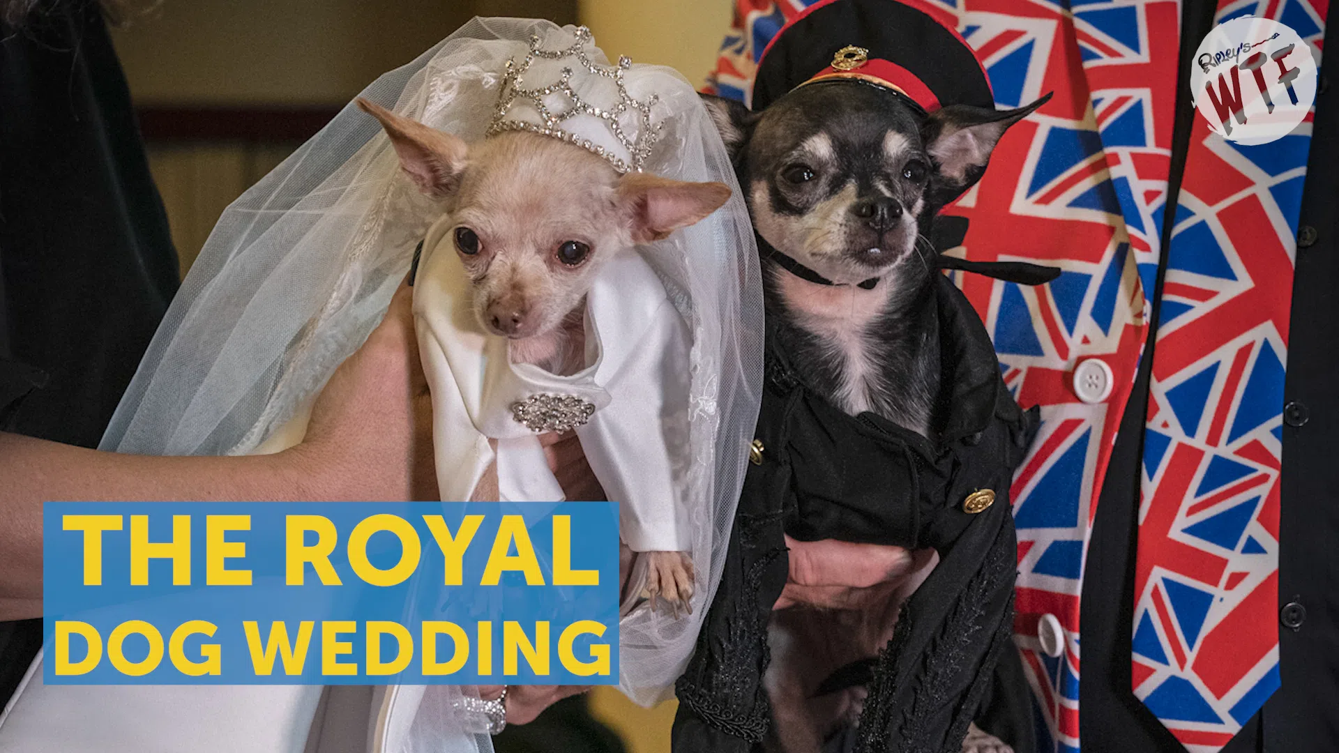 royal dog wedding