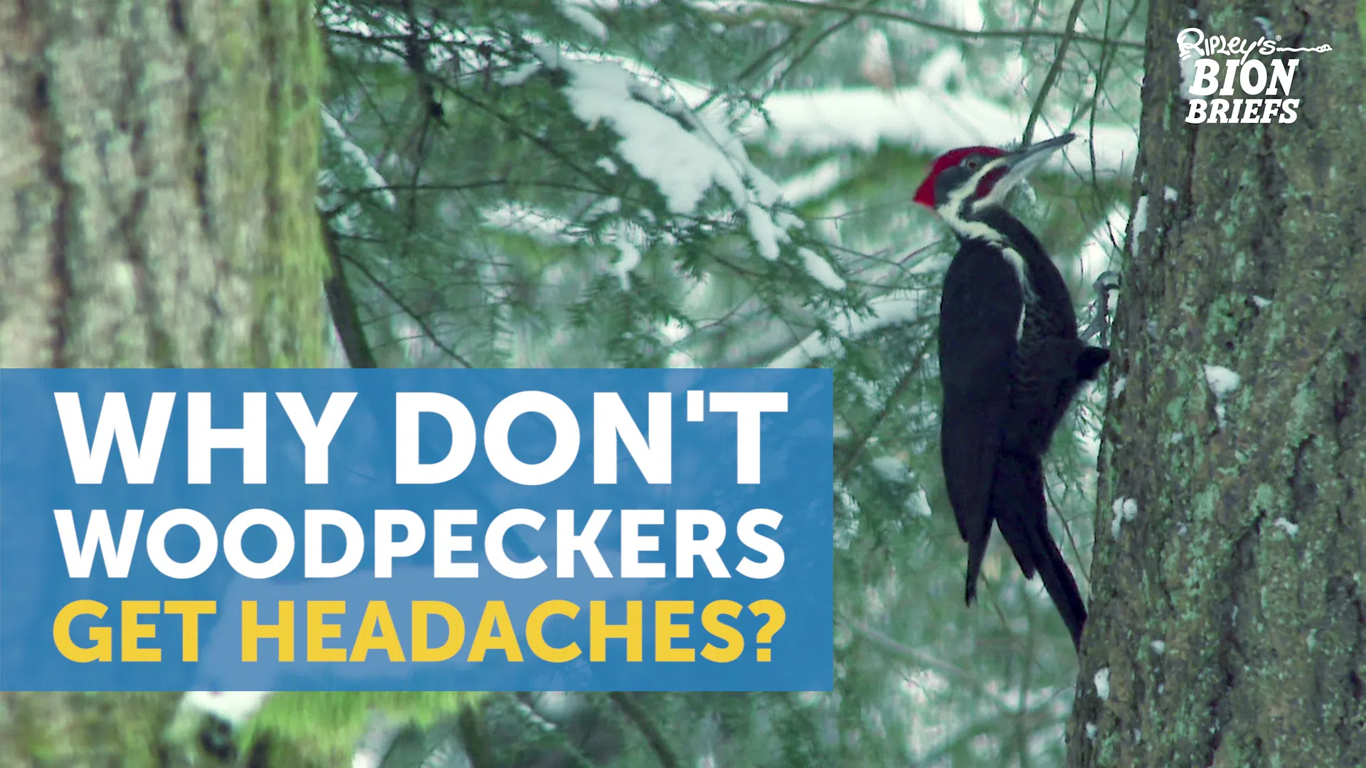 Why don't woodpeckers get headaches?