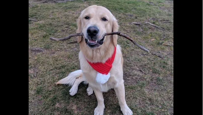 Okanagan dog owners reunited with their beloved pup | CFJC Today Kamloops