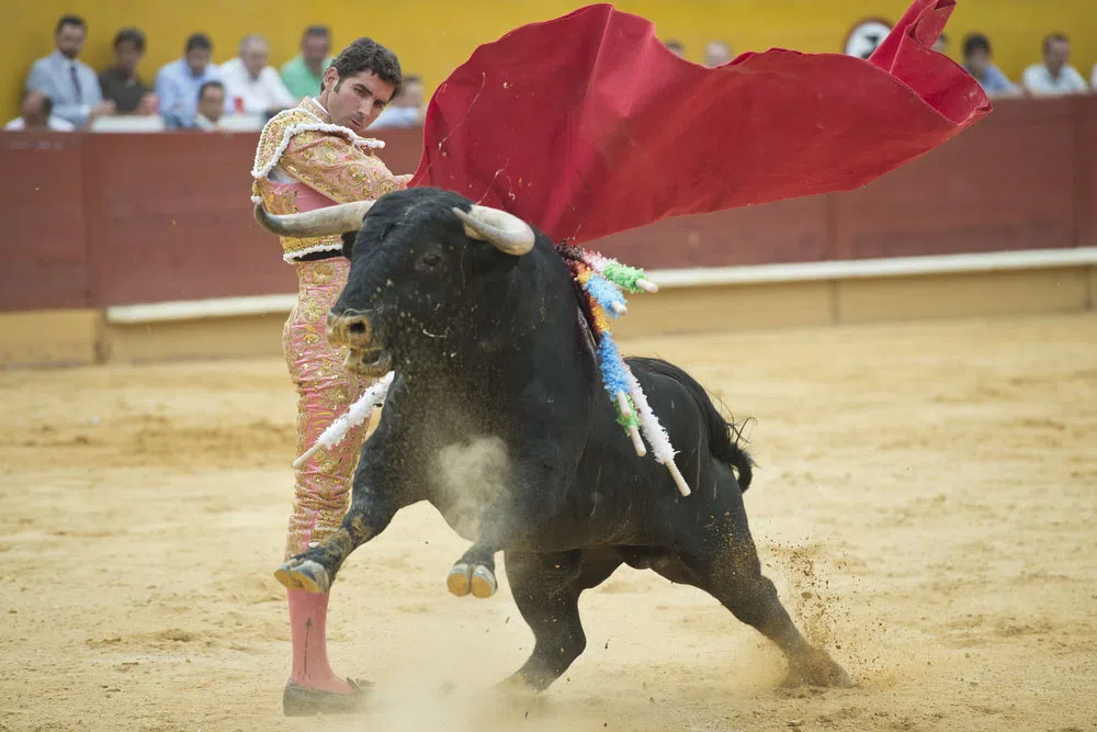 bull fight