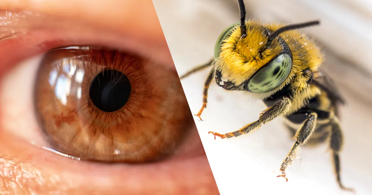 bees living in eye