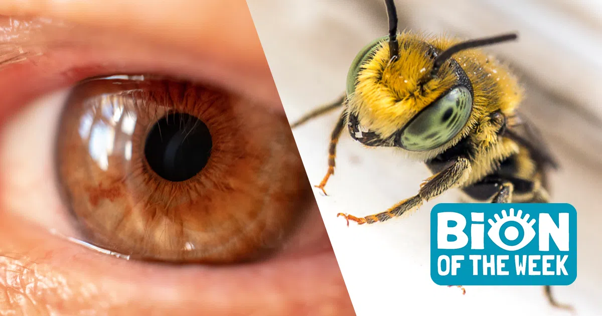 bees living in eye