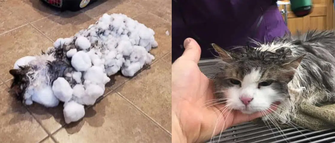 frozen cat