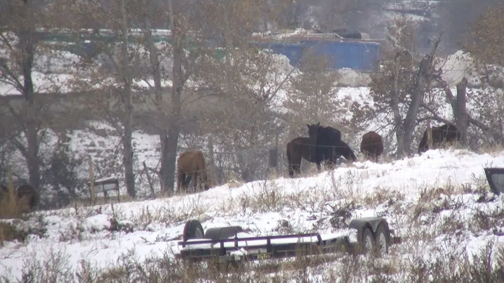 Owner of Kamloops horses seized by SPCA to head to trial CFJC Today