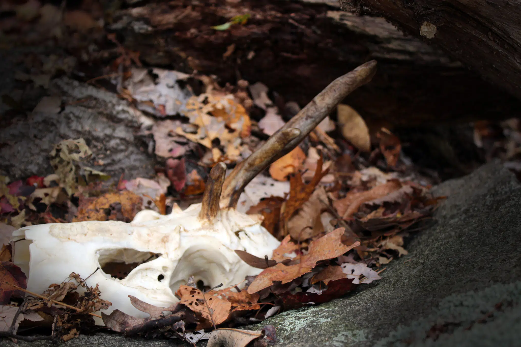 cervicorn skull