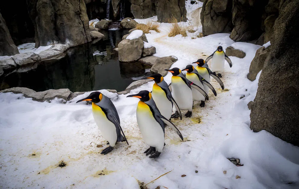king penguins calgary zoo