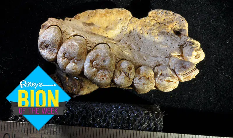 oldest evidence of humans
